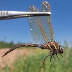 Aeshna grandis