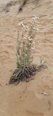 Jurinea longifolia