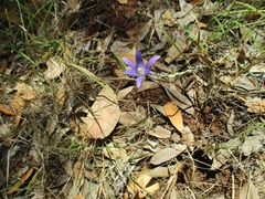 Brodiaea
