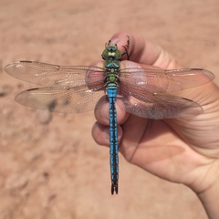 Anax imperator