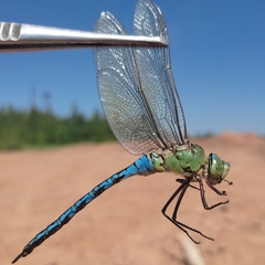 Anax imperator