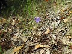 Brodiaea