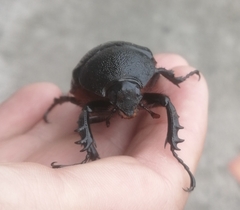 Dynastinae