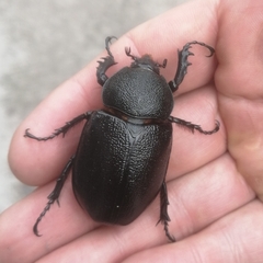 Dynastinae