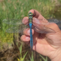 Anax imperator