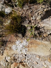 Corymbium villosum