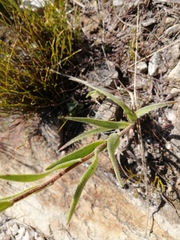 Corymbium villosum