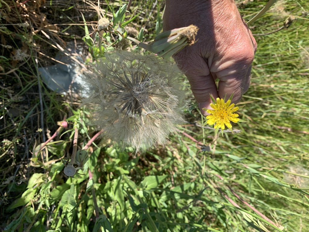 Moscow salsify
