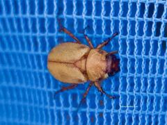 Cyclocephala pasadenae