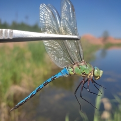 Anax imperator