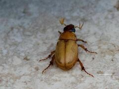 Cyclocephala pasadenae