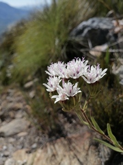 Corymbium villosum