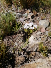 Corymbium villosum