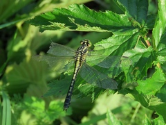 Nihonogomphus ruptus