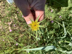 Tragopogon miscellus