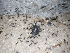 Tapinoma