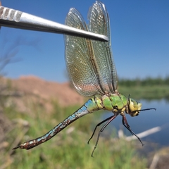Anax imperator