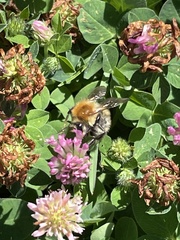 Bombus pascuorum