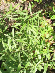 Salix humilis tristis