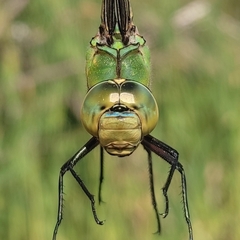 Anax imperator