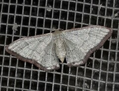 Idaea coercita