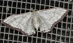 Idaea coercita