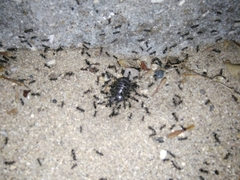 Tapinoma