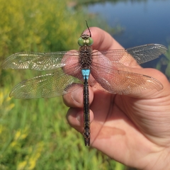 Anax parthenope