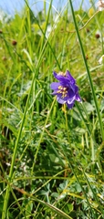 Aquilegia confusa
