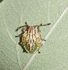 Carpocoris purpureipennis