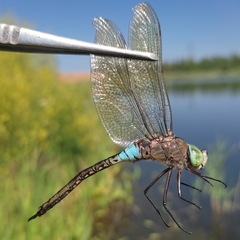 Anax parthenope