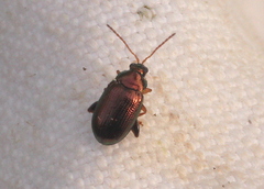 Crepidodera aurea