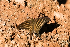 Marpesia chiron
