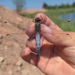 Orthetrum cancellatum
