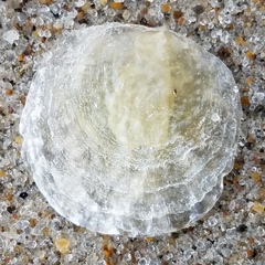 Anomia simplex image