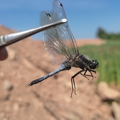 Orthetrum cancellatum