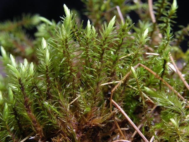 Aulacomniaceae