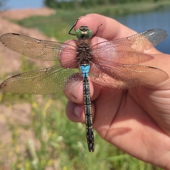 Anax parthenope
