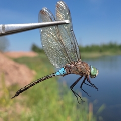 Anax parthenope