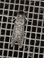 Lepidoscia euryptera