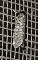 Lepidoscia euryptera