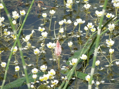 Ranunculus circinatus