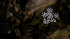 Corymbium villosum