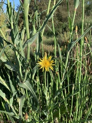 Tragopogon miscellus