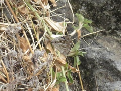 Junonia rhadama