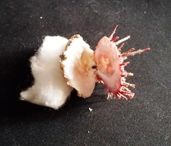 Spondylus gaederopus