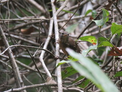 Cantorchilus leucotis