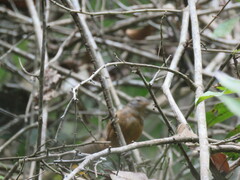 Cantorchilus leucotis