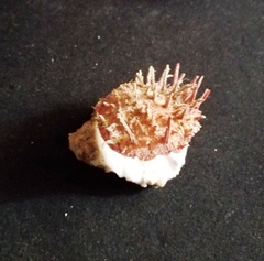 Spondylus gaederopus