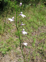 Lobelia canbyi